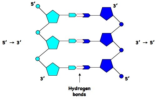 7.1 – 7.2 DNA Structure & Replication – IB HL Biology 2014-15 complimentary dna base diagram 